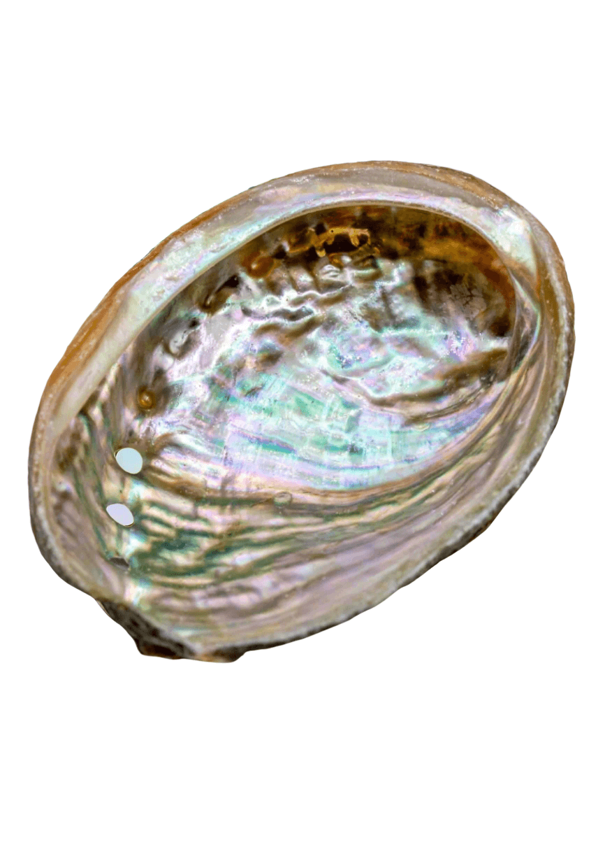 Abalone Shell