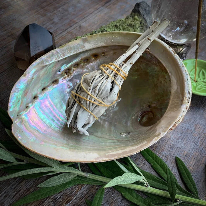 Abalone Shell For Smudging