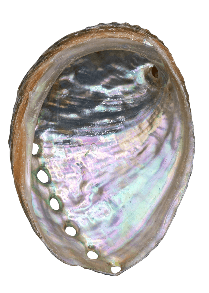 Abalone Shells