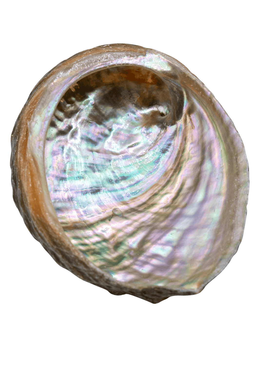 Abalone Shells 3"