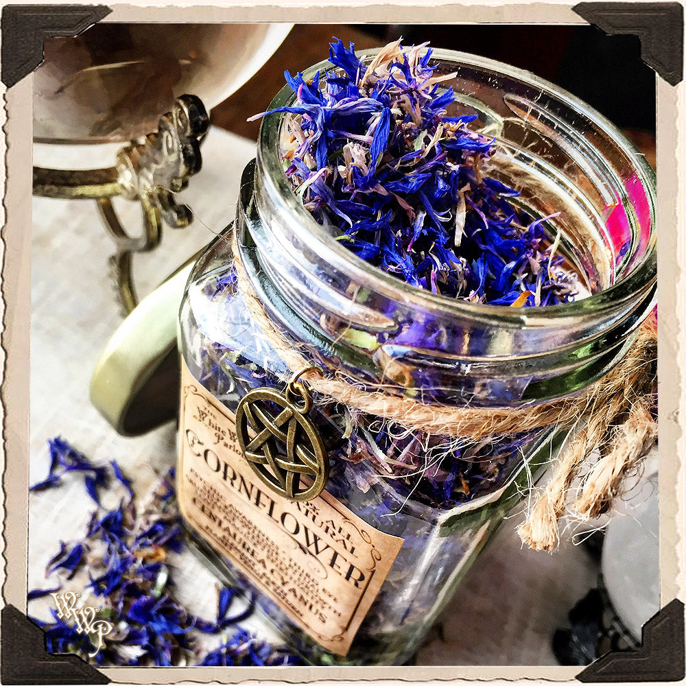 Blue Cornflower