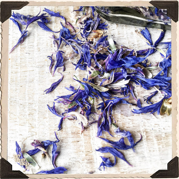 Blue Cornflower