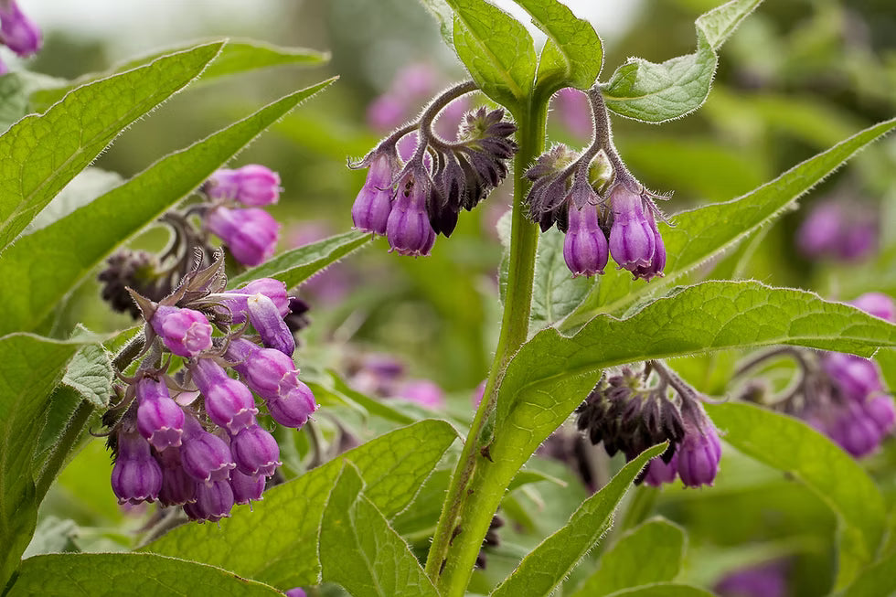 Comfrey Leaf - Apothecary