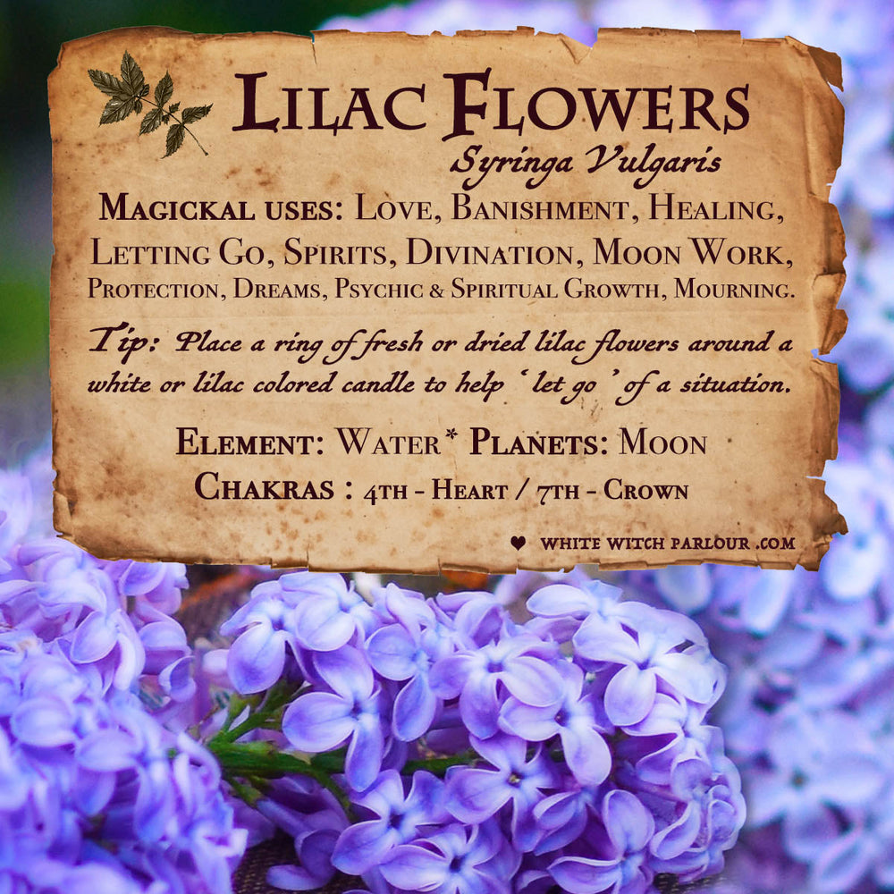 Lilac Flowers For Witchcraft