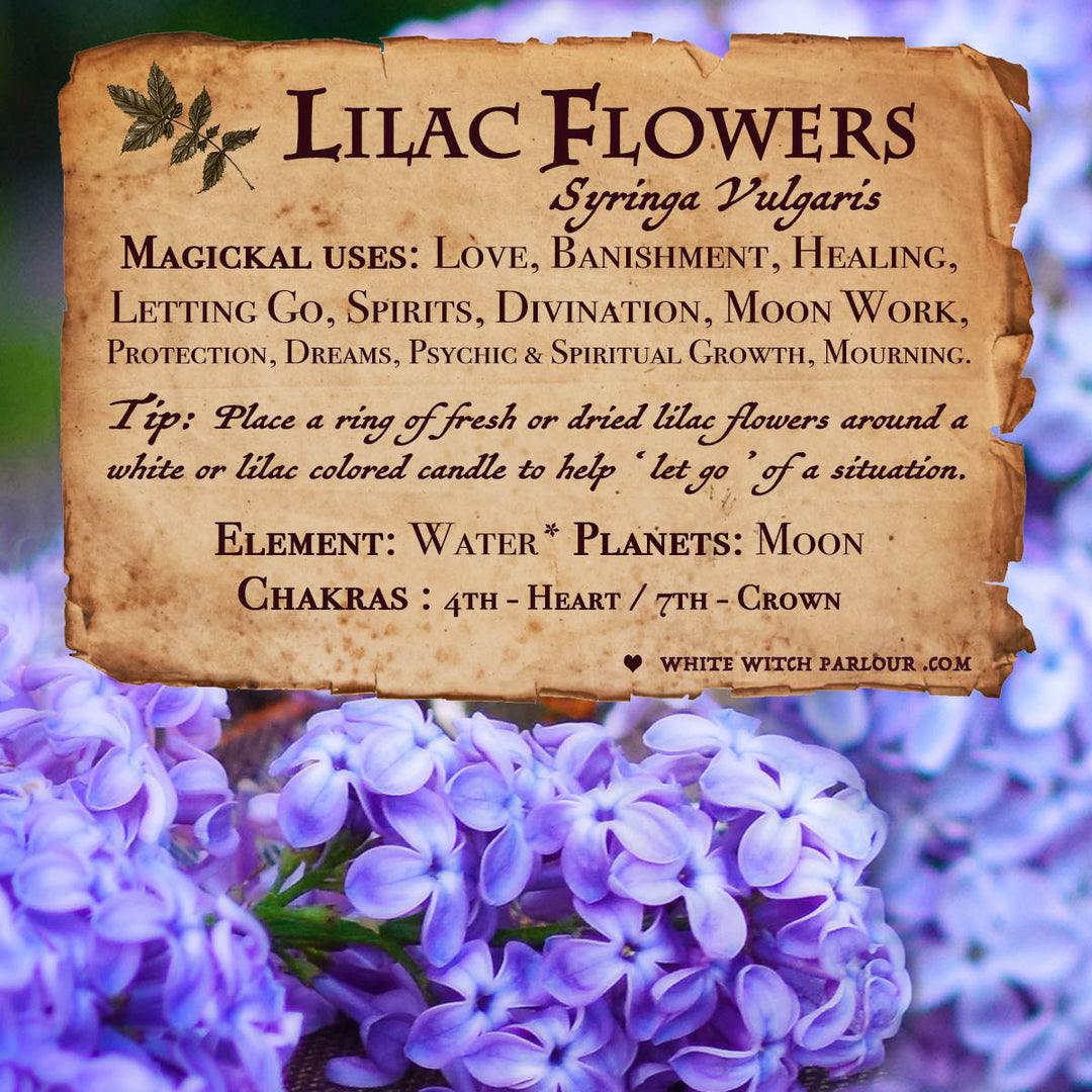 Lilac Flowers For Witchcraft