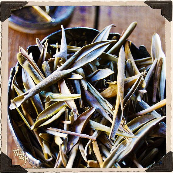 Olive Leaves