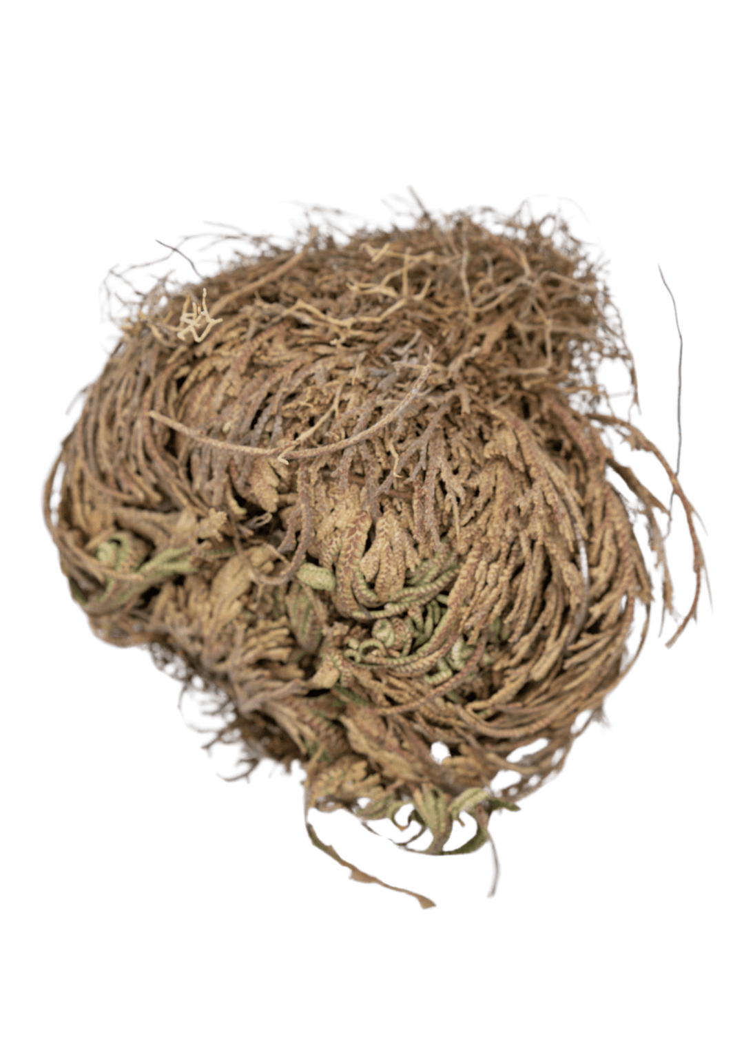 Rose Of Jericho  For Rituals