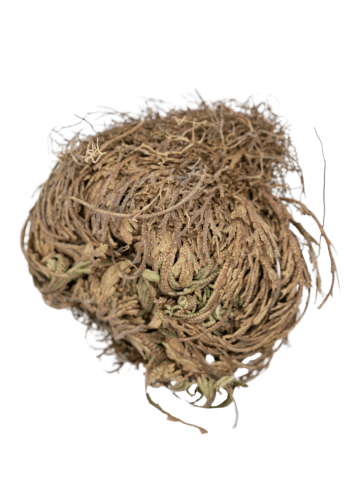 Rose Of Jericho  For Rituals