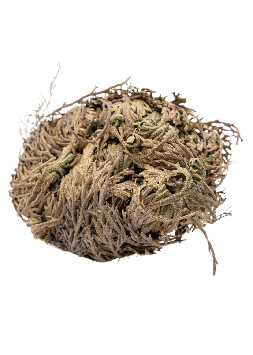 Rose Of Jericho  For Spells