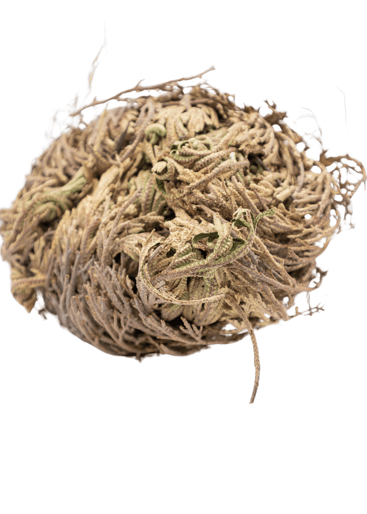 Rose Of Jericho  For Witchcraft