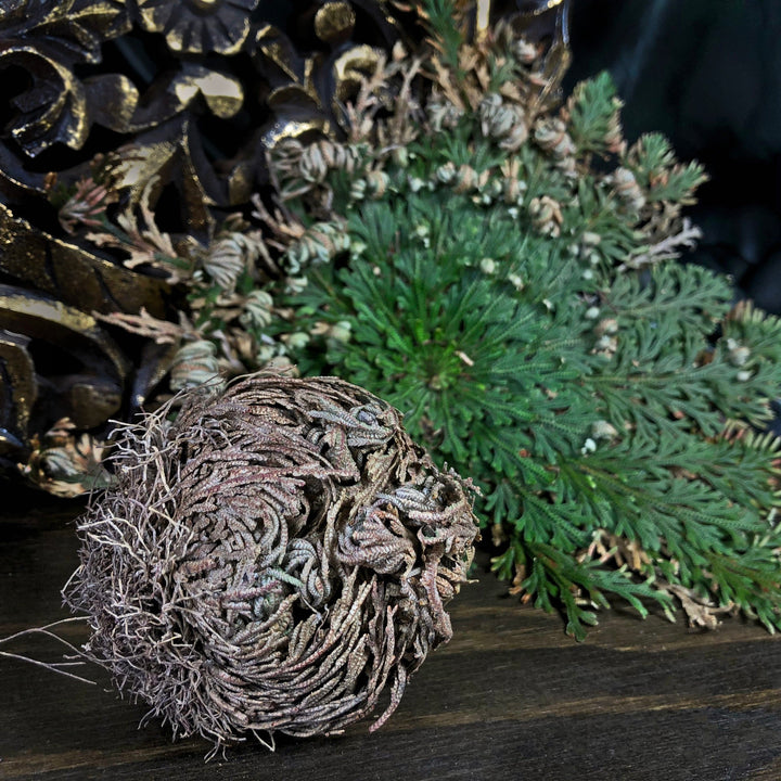 Rose Of Jericho Ritual Herb