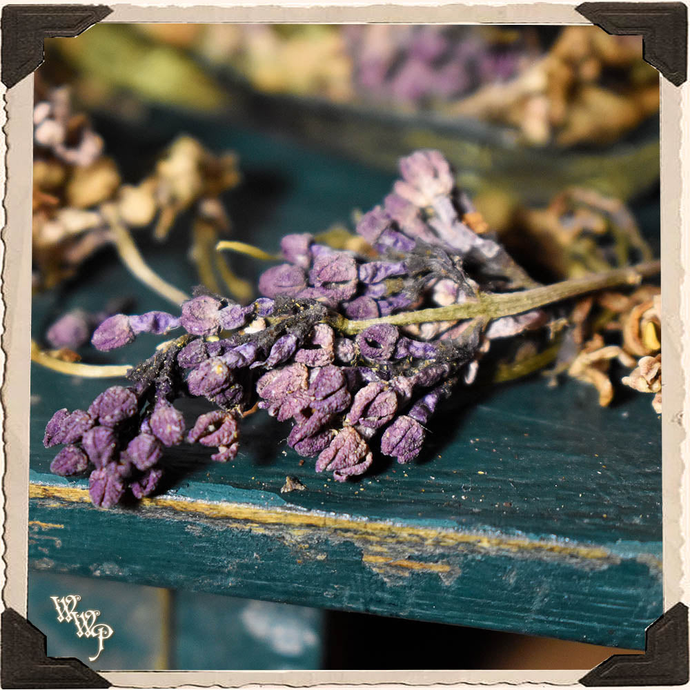Lilac Flowers