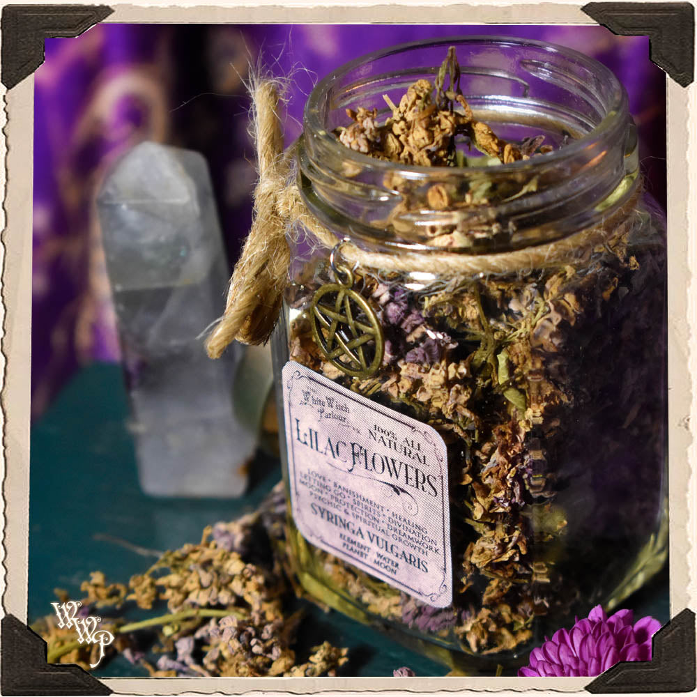Lilac Flowers For Spells